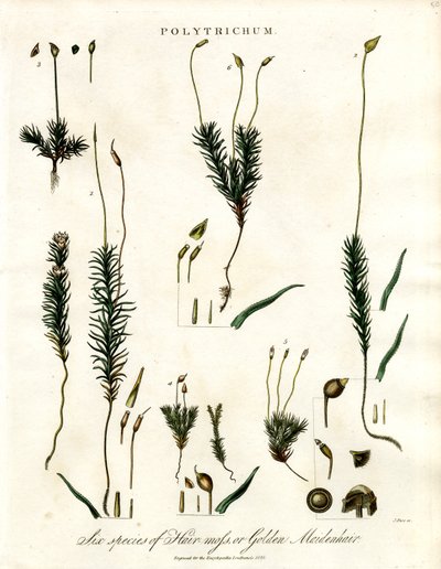 Polytrichum von John Pass