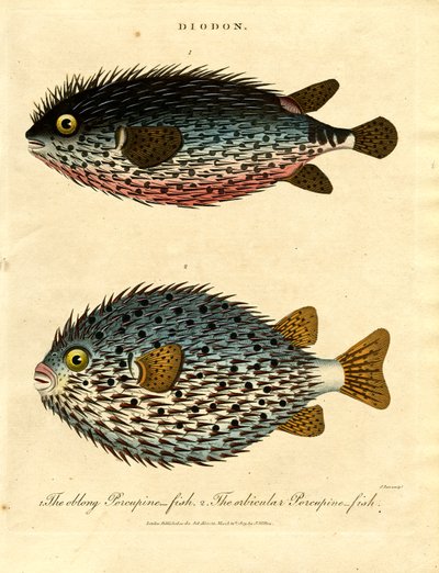 Kugelfisch (Diodon) von John Pass