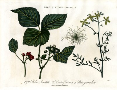 Riccia; Rubus und Ruta von John Pass