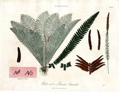 Königsfarn (Osmunda) von John Pass