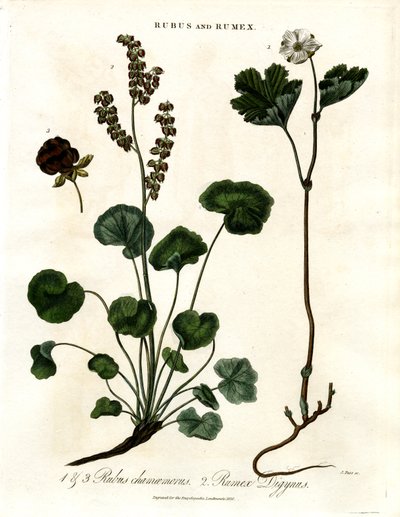 Rubus und Rumex: Moltebeere und Bergsauerampfer von John Pass