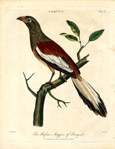 Rötliche Elster von Bengalen von John Pass