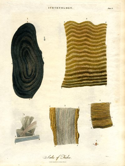 Schuppen von Fischen von John Pass