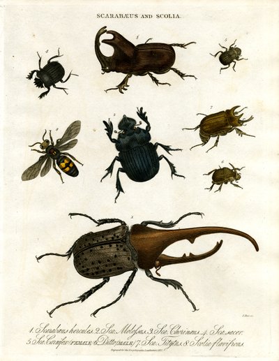 Scarabaeus und Scolia (Käfer und Grabwespen) von John Pass
