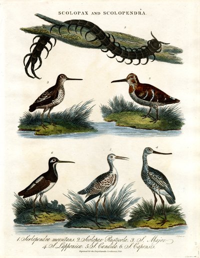 Scolopax und Scolopendra von John Pass