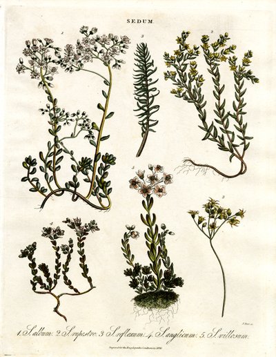 Sedum: Verschiedene Mauerpfefferarten von John Pass