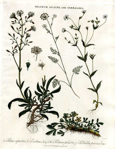 Selinum;Silene und Sibbaldia von John Pass