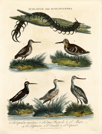 Schnepfen (Scolopax) und Tausendfüßler (Scolopendra) von John Pass