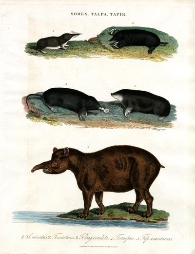 Sorex;Talpa;Tapir: Spitzmäuse;Maulwürfe und Tapire von John Pass