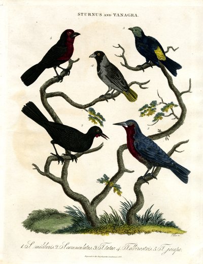 Sturnus und Tanagra (Stare und Tangaren) von John Pass