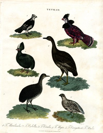 Tetrao Arten (Auerhuhn) von John Pass