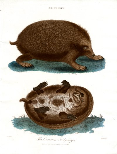 Der Igel von John Pass