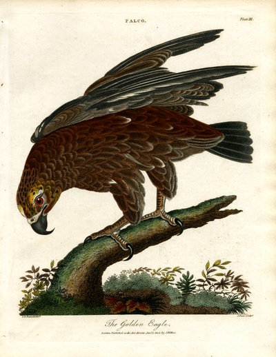 Der Steinadler von John Pass