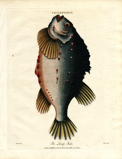 Der Klumpfisch von John Pass