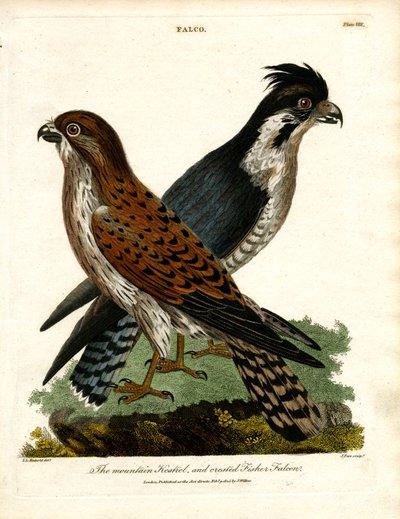 Der Bergfalke und der Haubenfischerfalke von John Pass