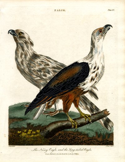 Der Lärmadler und der Langschwanzadler von John Pass