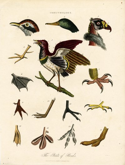 Die Teile der Vögel (Ornithologie) von John Pass