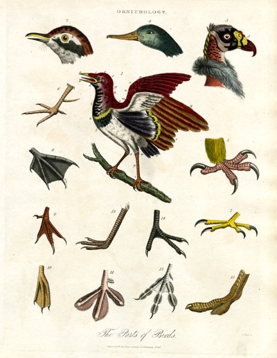 Die Teile der Vögel von John Pass