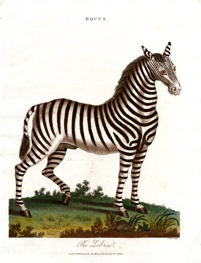 Das Zebra von John Pass