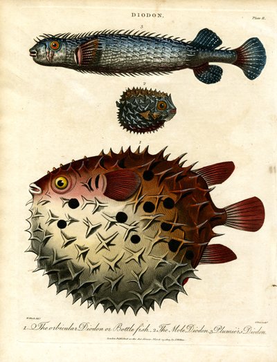 Verschiedene Igelfische (Diodon) von John Pass