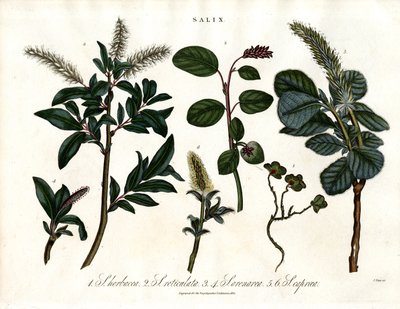 Verschiedene Weidenarten (Salix) von John Pass