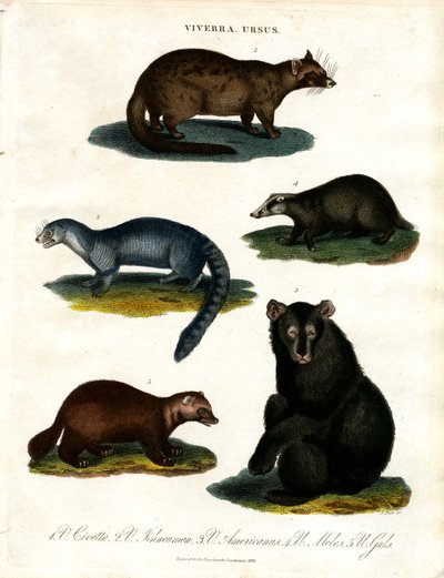 Viverra und Ursus: Verschiedene Arten von Zibetkatzen und Bären von John Pass