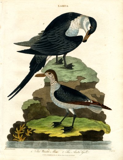 Wintermöwe und Arktische Möwe von John Pass