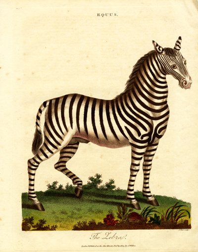Zebra (Equus) von John Pass