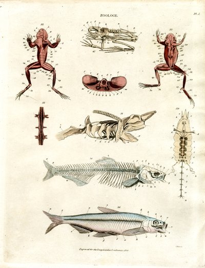 Zoologische anatomische Illustrationen (Tafel 5) von John Pass