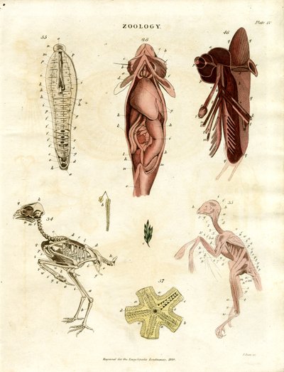 Zoologische anatomische Illustrationen (Tafel XV) von John Pass