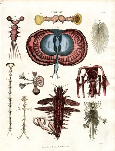 Zoologie Tafel III: Anatomische Illustrationen verschiedener wirbelloser Tiere von John Pass