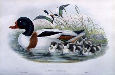 Brandgans (Tadorna Vulpanser) von John and Richter Henry Constantine (after) Gould
