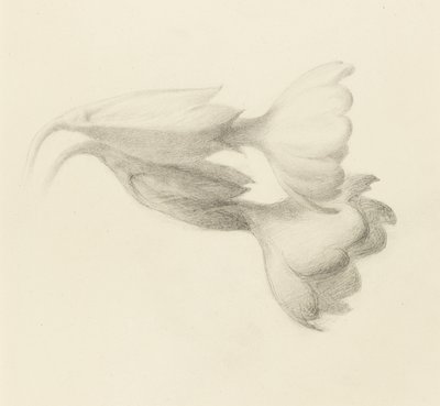 Schlüsselblumen, wahrscheinlich 1871 von John Ruskin
