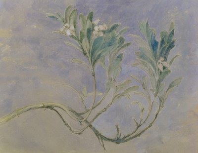 Studie eines Myrtenzweigs, ca. 1877 von John Ruskin
