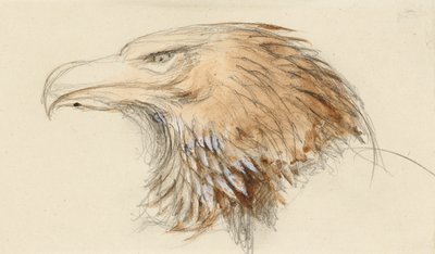 Der Kopf eines gewöhnlichen Steinadlers, aus dem Leben, 8-11 September 1870 von John Ruskin