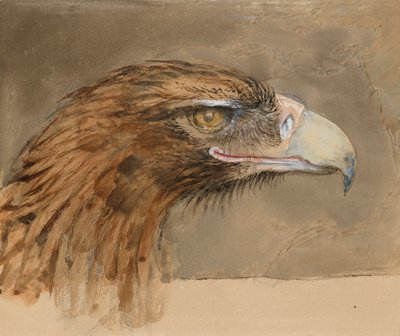 Der Kopf eines Steinadlers, nach dem Leben, 8.-11. September 1870 von John Ruskin