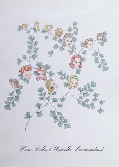 Haar-Glocken (Marcella Luxuriantia), Illustration aus 