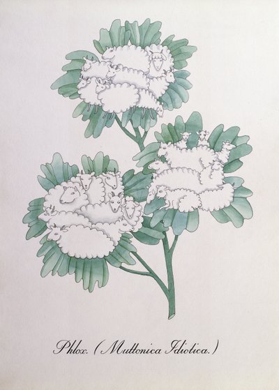 Phlox. (Muttonica Idiotica), Illustration aus 