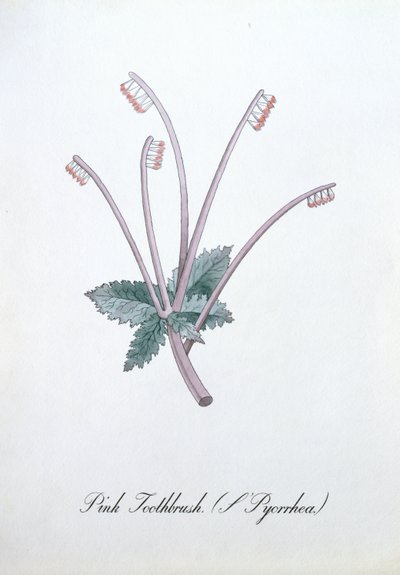 Rosa Zahnbürste (L