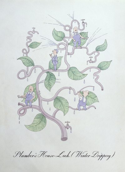 Dachwurz des Klempners (Wassertröpfchen), Illustration aus 