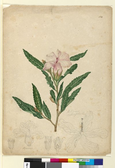 Seite 104. Hibiscus heterophyllus von John William Lewin