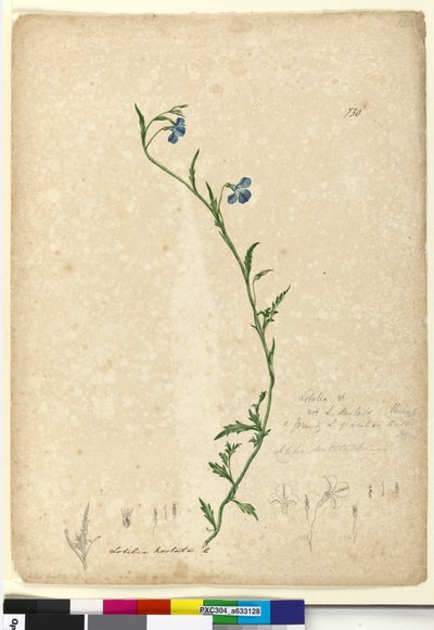Seite 130. Lobelia hostataLobelia gracilis von John William Lewin