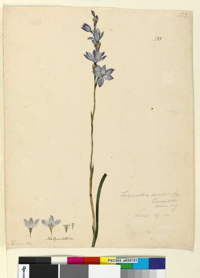 Seite 133. Thelymitra ixioides von John William Lewin