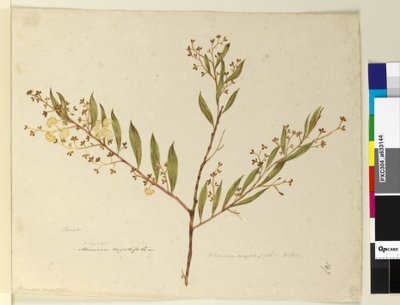 Seite 147. Acacia myrtifolia von John William Lewin