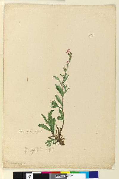 Seite 154. Silene naturalisiert von John William Lewin