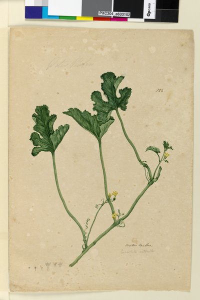 Seite 155. Wassermelone von John William Lewin