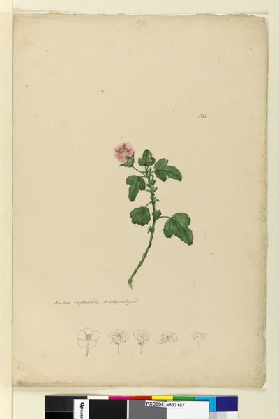 Seite 161. Malva capensis von John William Lewin