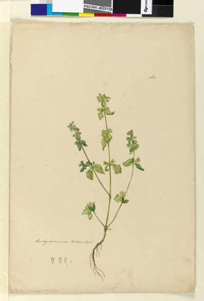 Seite 162. Stachys arvensis von John William Lewin