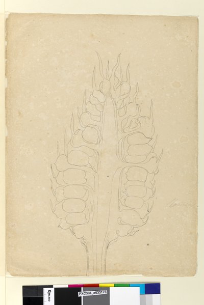 Seite 178a. Zamia von John William Lewin