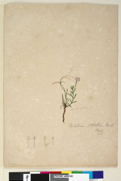 Seite 187. Epilobium glabellum von John William Lewin